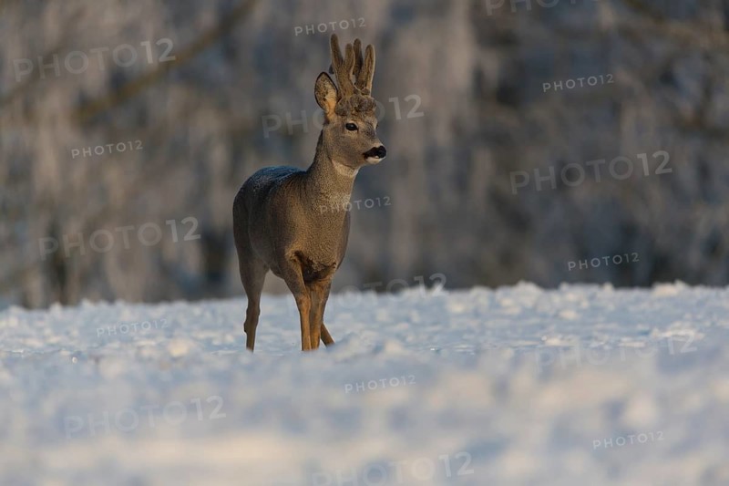 One male Roe Deer, (Capreolus capreolus), walking over a snowy meadow. Snow covered trees in the background