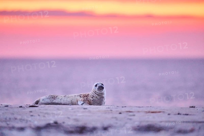 Grey seal (Halichoerus grypus) lying on the beach at sunset, Düne, Helgoland, Schleswig-Holstein, Germany