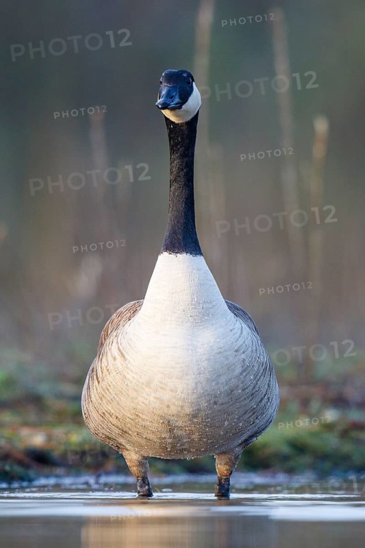 Canada Goose (Branta canadensis), North Rhine-Westphalia, Germany