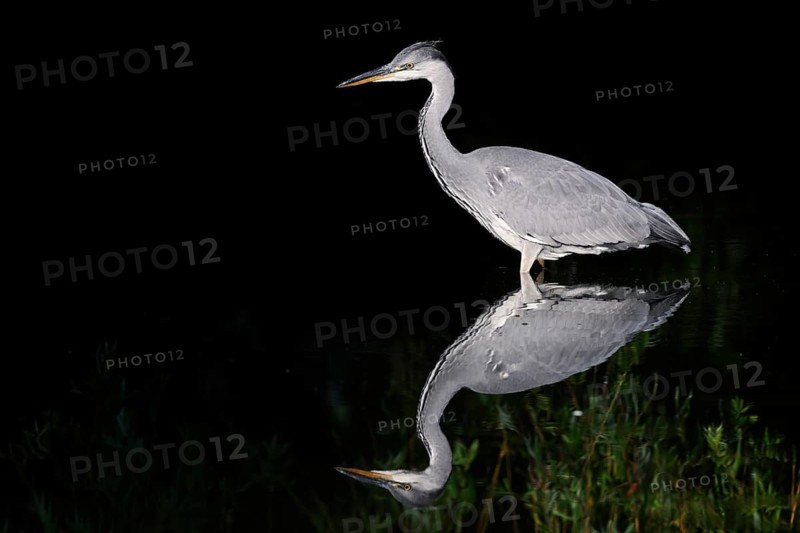 Grey heron (Ardea cinerea) standing in the water, with reflection, North Rhine-Westphalia, Germany