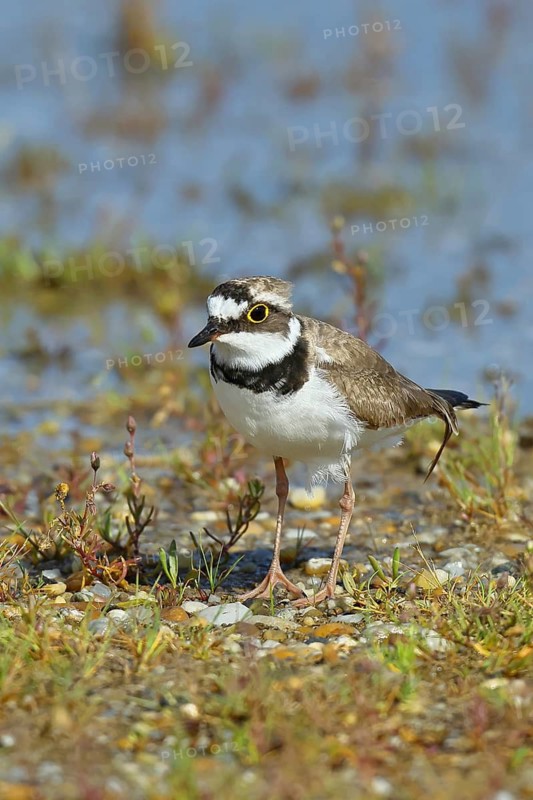 Little Ringed Plover (Charadrius dubius) adult bird standing on a gravel bank at the lakeshore, Wildlife, Lake Neusiedl National Park, Burgenland, Austria
