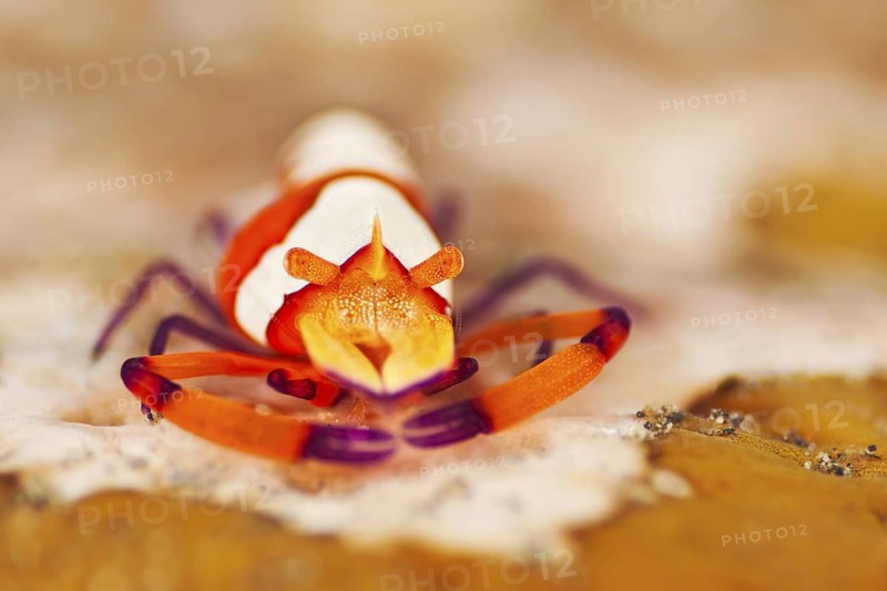 Imperator-Garnele, Zenopontonia rex Emperor Shrimp, Zenopontonia rex