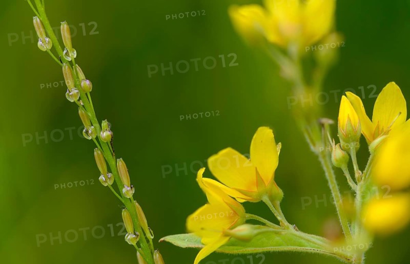 Trident, juncaginaceae, swamp trident, triglochin palustris, flora, fruit, fruits, marsh arrowgrass, plants