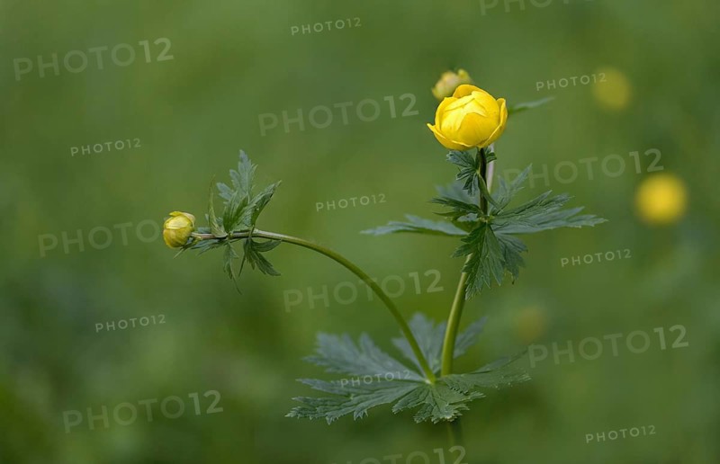 Budabin seed, buttercup, butter ball, butterrose, globe flower, goldhead, buttercup, ball ranunculus, ranunculaceae, trollflower, trollius europaeus, flora, plants, plants