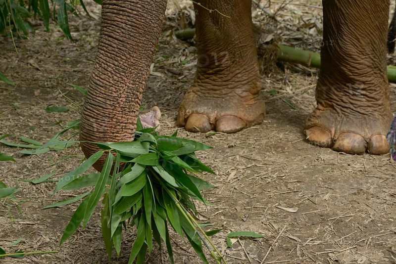 Close-up of an Asian elephant's trunk holding fresh bamboo leaves in a jungle setting in Thailand, highlighting the textured skin and lush green foliage