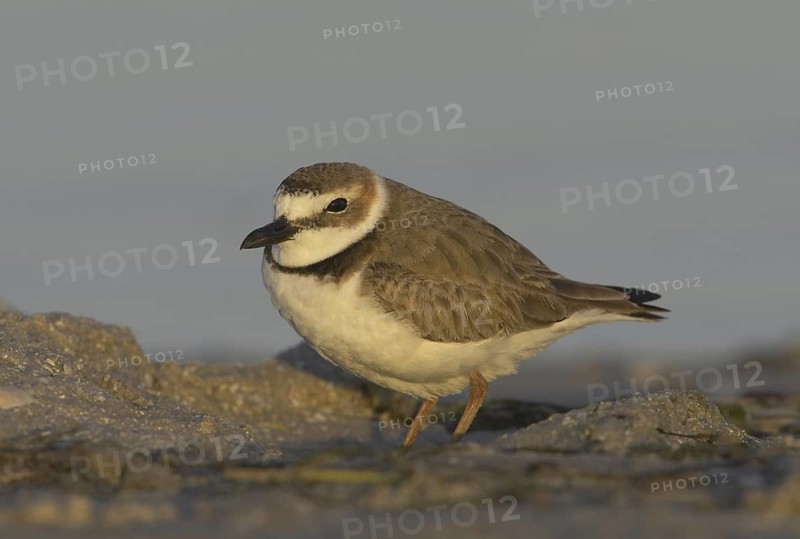 Wilson's Plover (Charadrius wilsonia), Florida, USA