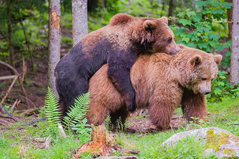 A young male Eurasian brown bear (Ursus arctos arctos) and a much older female mate at the edge of a forest