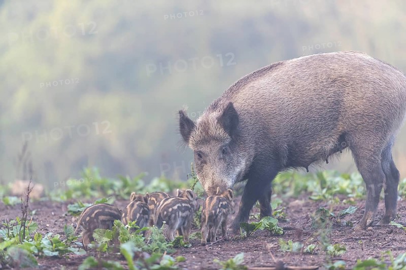 One adult female wild boar or wild pig (Sus scrofa), with a group of very young piglets standing on a meadow with little vegetation and a green forest and fog in the background