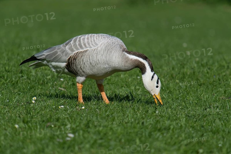 Bar-headed Goose (Anser indicus), Bavaria, Germany
