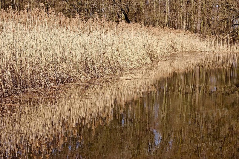 Reeds in the Upper Lusatian heath and pond landscape, Saxony, Germany