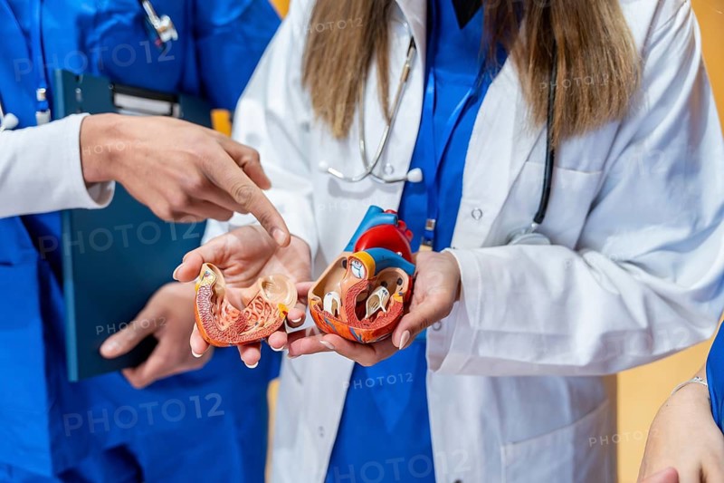 Healthcare students examining a detailed heart model, learning about cardiology and internal organ structure during an educational session in a medical setting