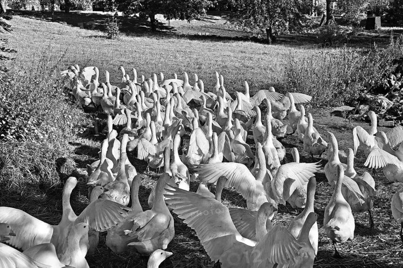 Domestic geese, (Anser anser), run out of the barn onto a meadow in the morning, black and white, Biohof Gut Othenstorf, Othenstorf, Mecklenburg-Vorpommern, Germany