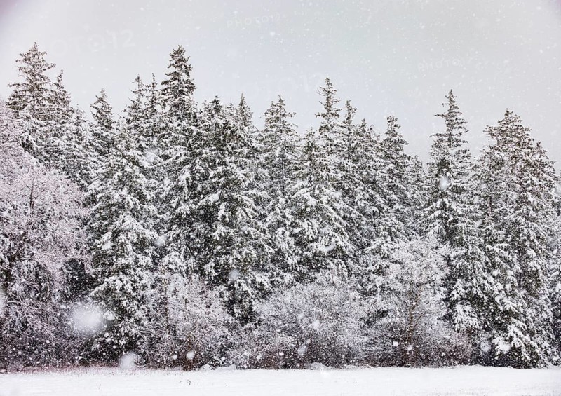 Winter forest during snowfall, Mondseeland, Salzkammergut, Upper Austria, Austria
