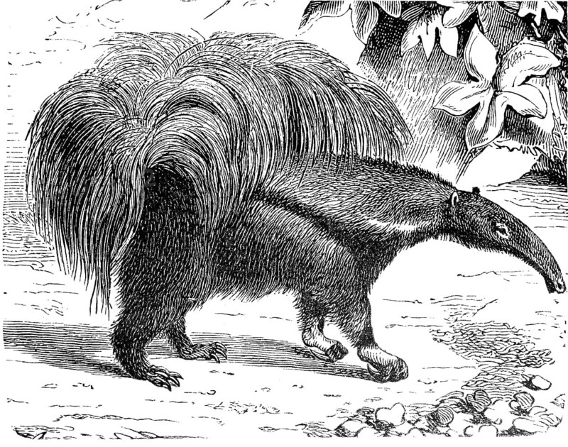 Giant anteater, Myrmecophaga tridactyla, illustration from 1885, historical, digital reproduction of an original from the 19th century