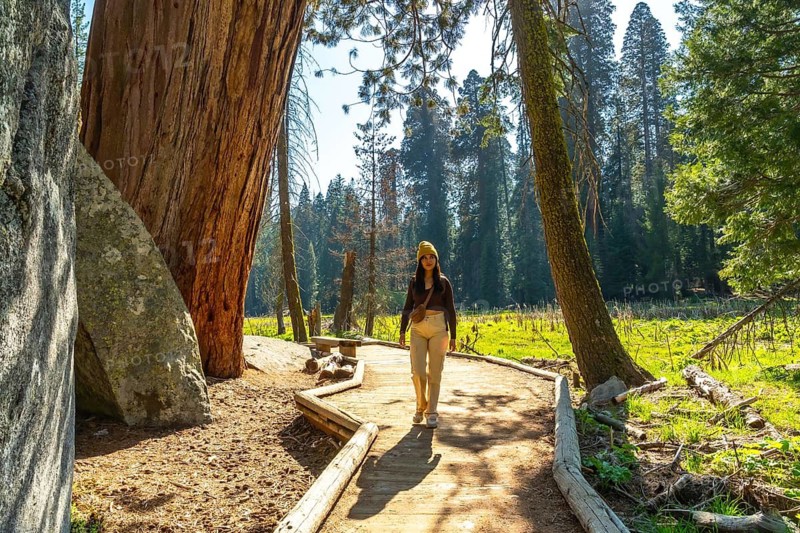Young woman hiking the elevated boardwalk through towering giant sequoias in sequoia national park, california, enjoying a sunny, peaceful forest walk and scenic outdoor adventure