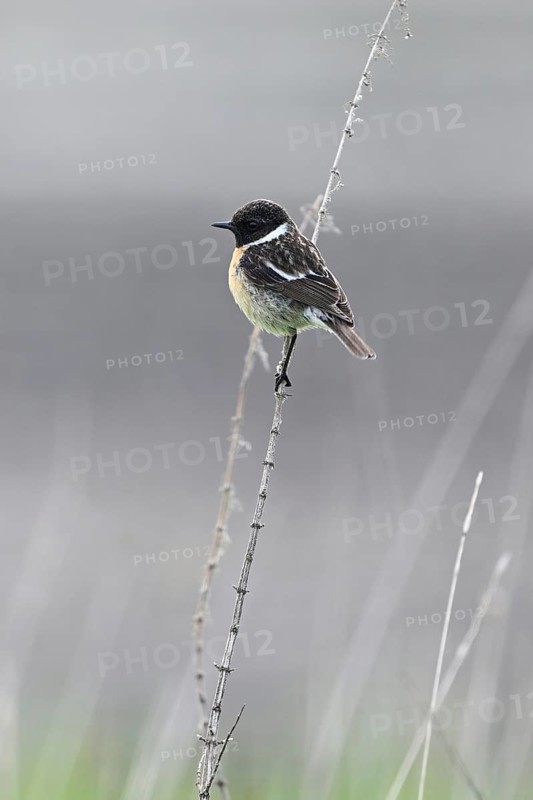 Stonechat (Saxicola rubicola), male sitting on a branch, Lake Neusiedl National Park, Seewinkel, Burgenland, Austria