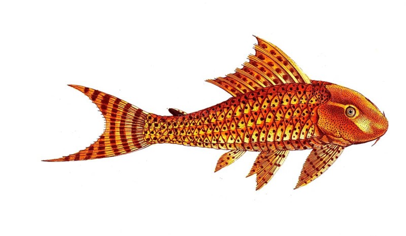 Fish, Fish, Loricaria plecostomus, the wrinkled mouth, The Guacari, Historical, digitally restored reproduction from a 19th century original, Record date not stated