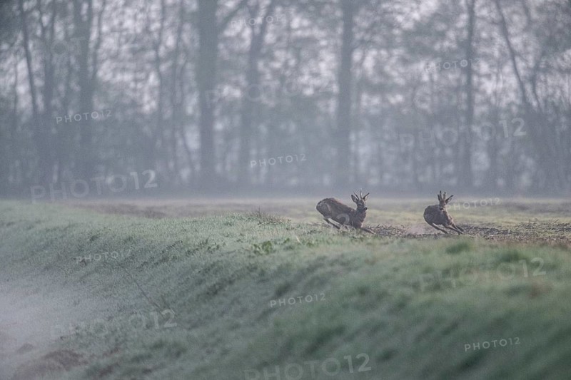 Roe deer (Capreolus capreolus), Emsland, Lower Saxony, Germany