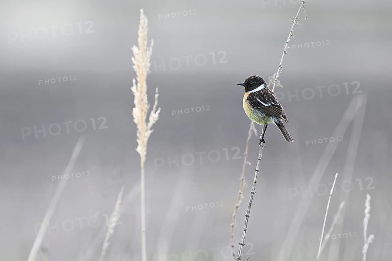 Stonechat (Saxicola rubicola), male sitting on a branch, Lake Neusiedl National Park, Seewinkel, Burgenland, Austria
