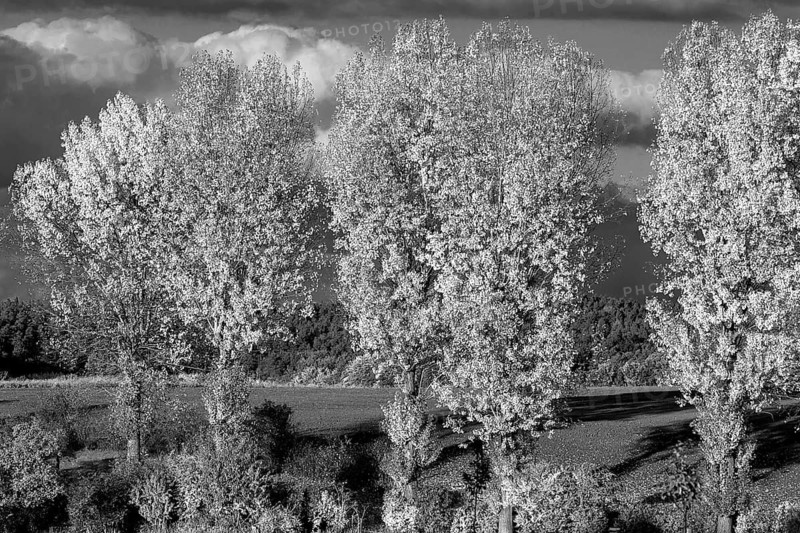 Poplars (Populus), black and white, Beerbach, Middle Franconia, Bavaria, Germany