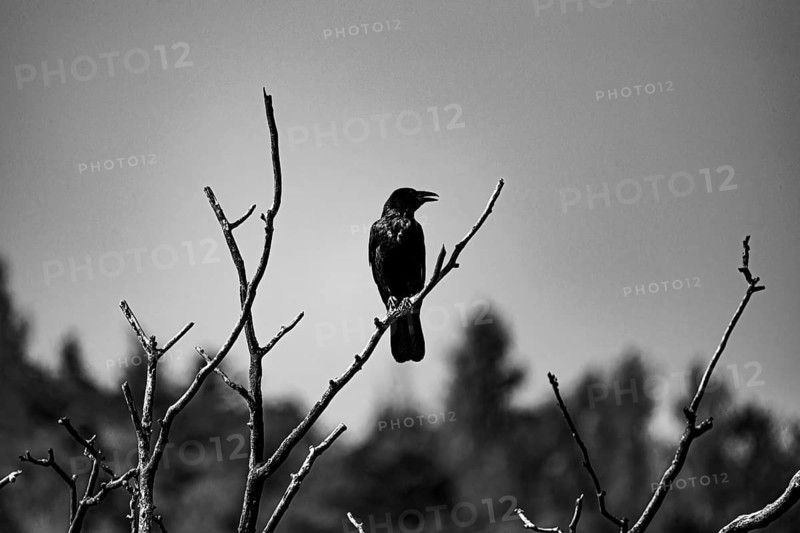 Raven (Corvus) sitting on a tree, Neunkirchen, Lower Austria, Austria