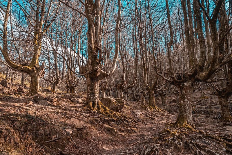 The beech of trees of Mount Adarra in Guipuzcoa. Basque Country