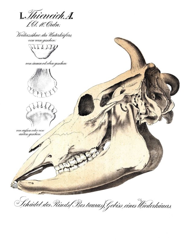 Anatomy, animal kingdom, cow skull, bostaurus, ruminant dentition, reproduction of a historical school painting, mural or teaching board, authentic, exact date unknown