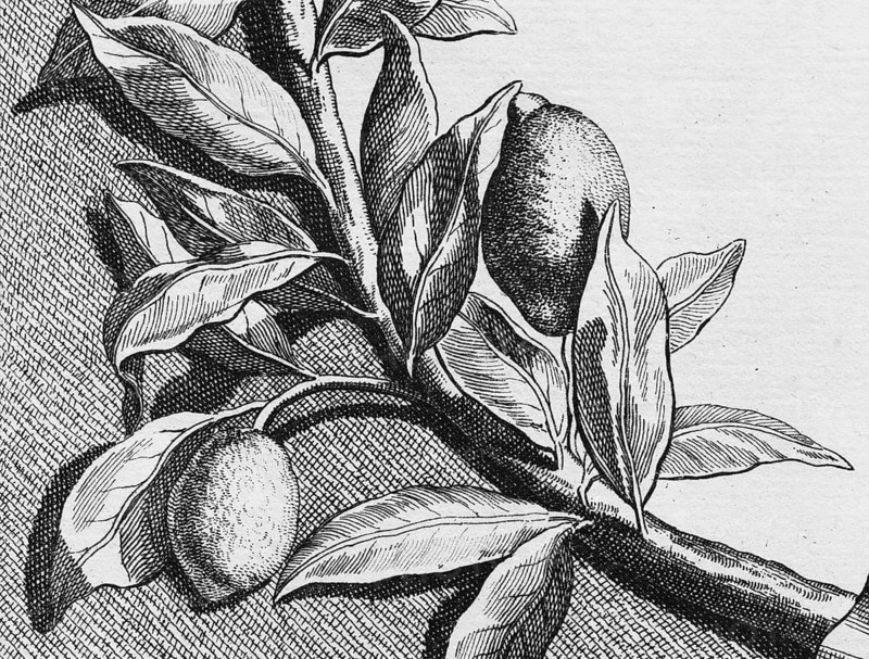 Lemons hanging on branches, detail title page, copper engraving or copper etching by Johann Christoph Volkamer or Volckamer, from Nürnbergische Hesperides oder gründliche Beschreibung der Edlen Citronat, Citronen, und Pomerantzen-Früchte, Nuremberg 1708, 1714