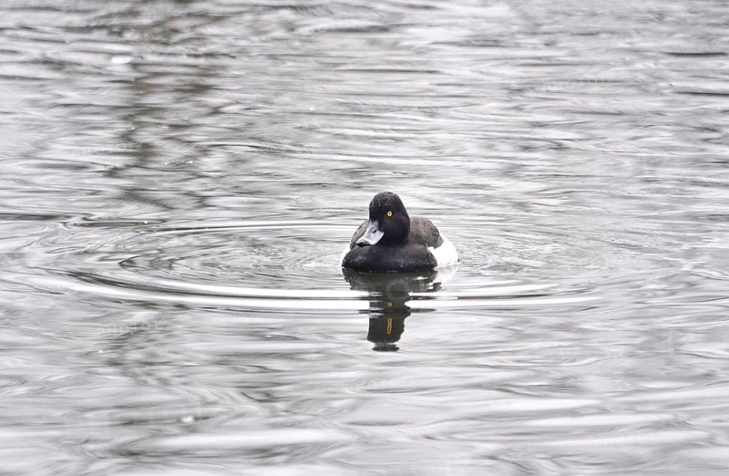 Heron duck on a lake, winter, Germany