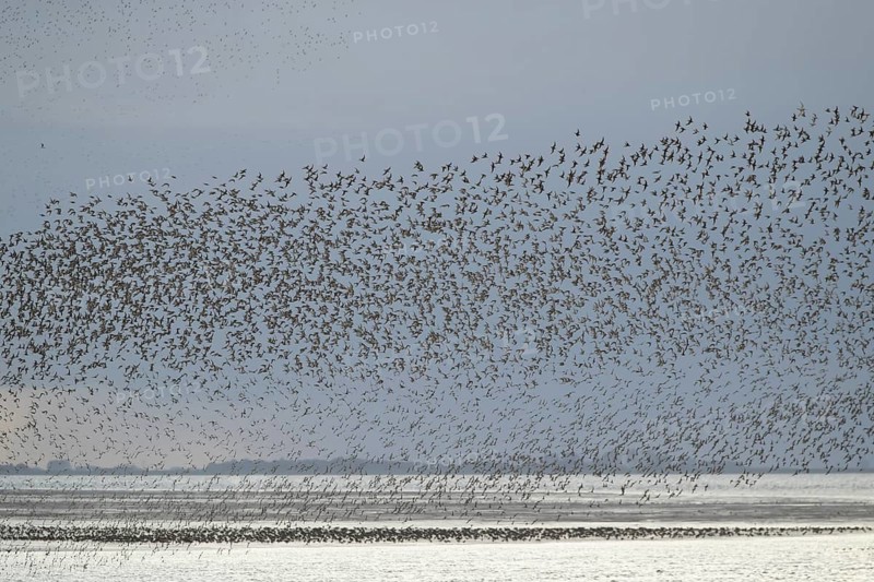 Red knot (Calidris canutus) adult wading birds flying in a large flock at high tide at sunset, RSPB Snettisham nature reserve, Norfolk, England, United Kingdom