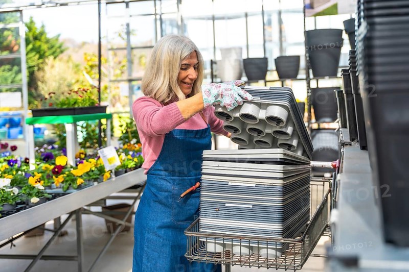 Experienced senior woman with grey hair and gardening gloves stacking empty propagation trays, preparing for new plants in a sunlit greenhouse nursery