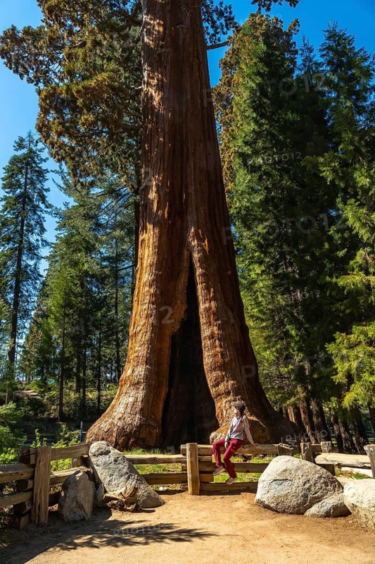 Tourist sits on a wooden fence, gazing up at the split trunk of a giant sequoia along big trees trail in sunny sequoia national park, showcasing scale and serenity