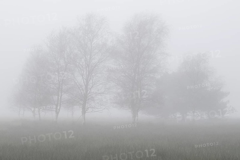 Birches (Betula pendula) in the fog in the moor, Emsland, Lower Saxony, Germany