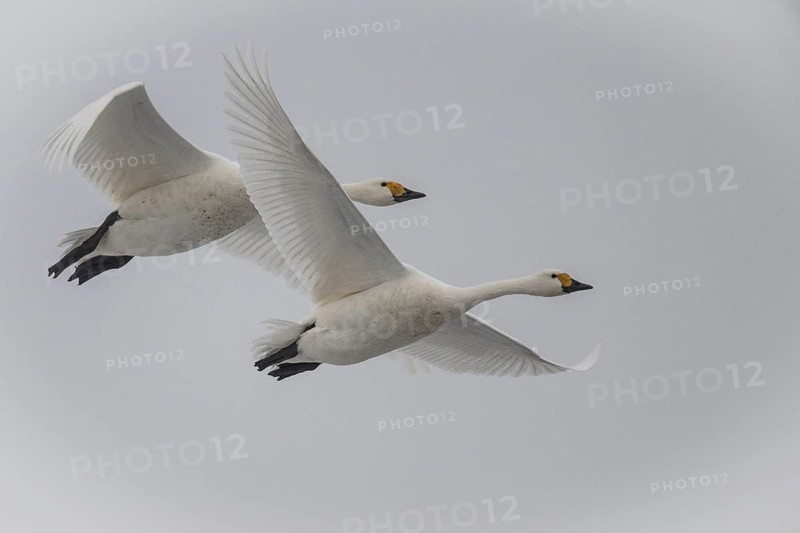 Whooper swans (Cygnus cygnus), Emsland, Lower Saxony, Germany