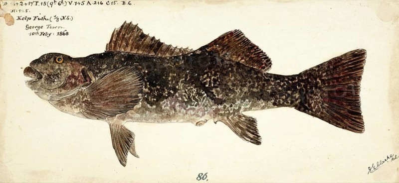 Marblefish or southern seacarp, Aplodactylus arctidens, the marblefish or southern seacarp, fish, reproduction of an original, by Frank Edward Clarke (b. 1849, d. 1899), ichthyologist and scientific draughtsman