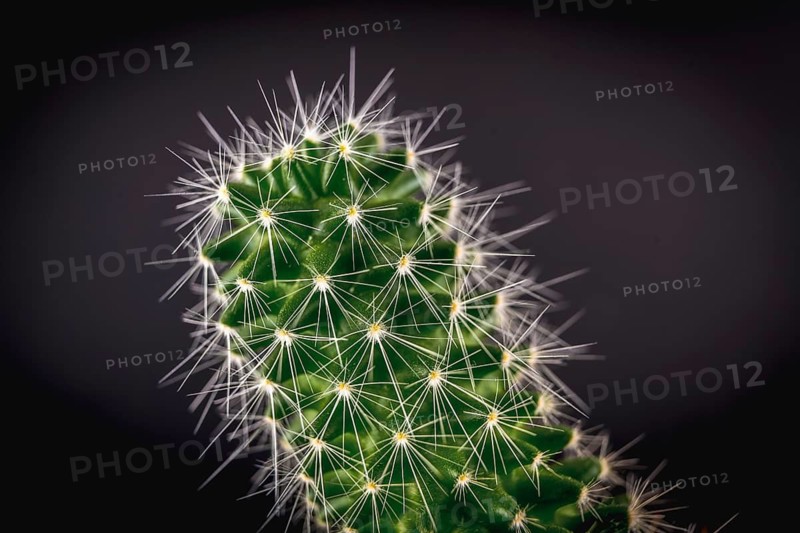 A spiked green cactus with a black background. Macro photography