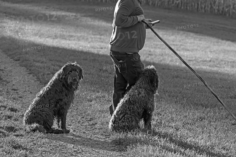 Shepherd with his two German Shepherd Dogs herding his flock of sheep (Ovis gmelini aries), black and white, Tauchersreuth, Middle Franconia, Bavaria, Germany