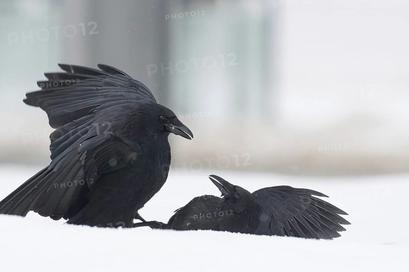 Two fighting crows (Corvus corone) in the snow, Hesse, Germany