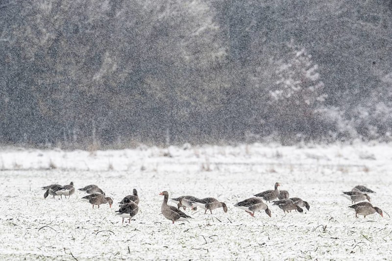 Greylag geese (Anser anser) in the snow, Emsland, Lower Saxony, Germany