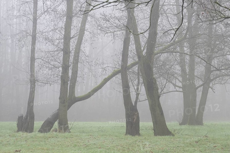 Alders (Alnus glutinosa) in the fog, Emsland, Lower Saxony, Germany