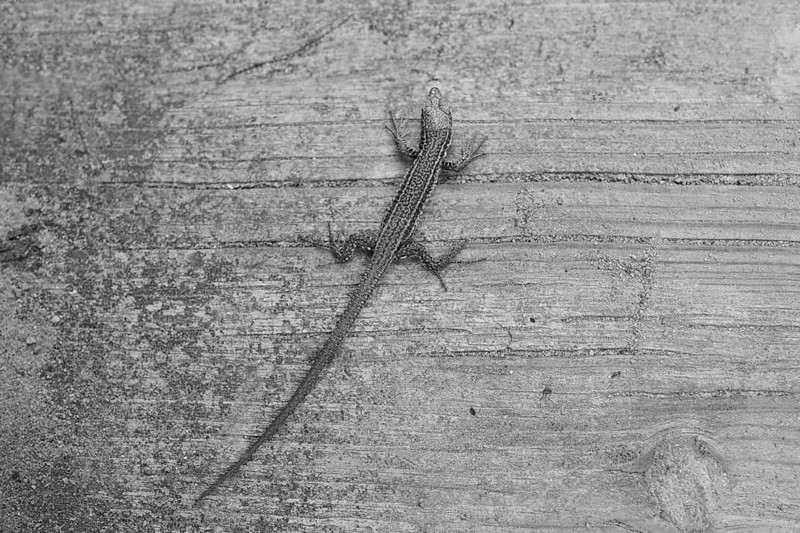 Sand lizard (Lacerta agilis) on a wooden board at the Camino del Norte, coastal path, Way of St. James, Camino de Santiago trail, Basque country, Spain