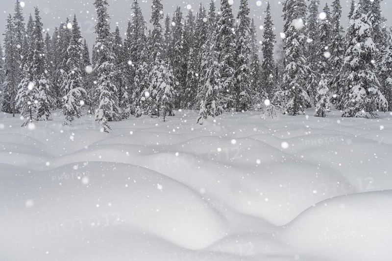 Boreal forest during snowfall, Gällivare, Lapland, Sweden, February 2020