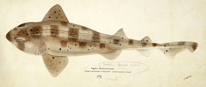 Draughtsboard shark, Cephaloscyllium isabellum, a species of catshark, fish, reproduction of an original, by Frank Edward Clarke (b. 1849, d. 1899), ichthyologist and scientific draughtsman