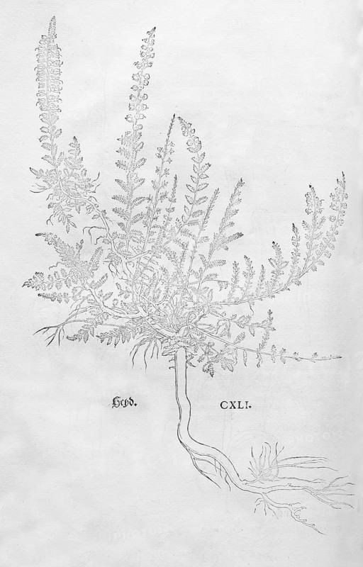 Heather, broom heather (Calluna vulgaris), woodcut by Leonhart Fuchs, from New Kreüterbuch, neues Kräuterbuch, Michael Isingrin, Basel, Switzerland, 1543