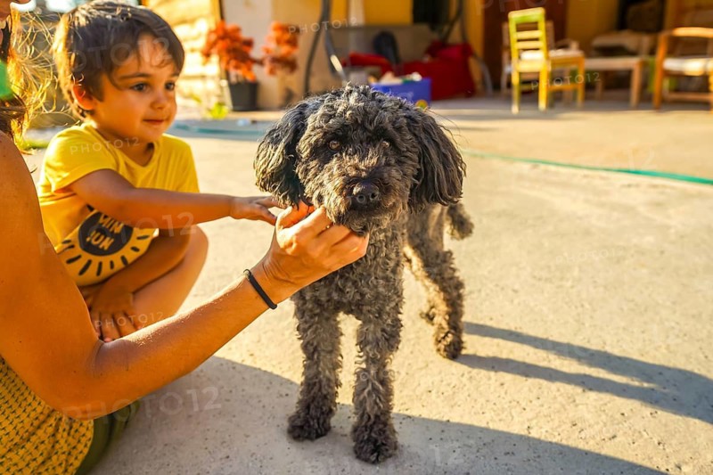 Mother and son enjoying time with their adorable pet dog in the backyard, creating heartwarming memories during their summer vacation