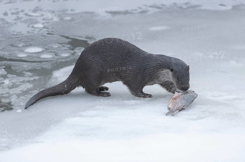 Otter (Lutra lutra) with prey fish on a frozen pond, Germany