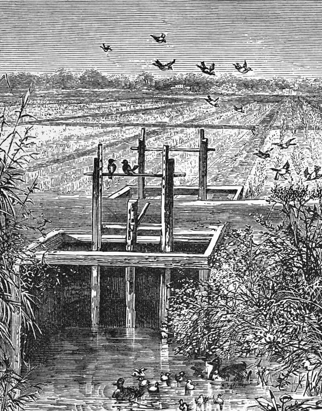 Wild duck and rice harvest in a rice field, Carolina, around 1870, America, digital reproduction of a historical model