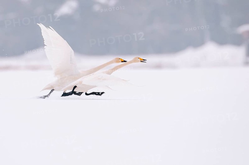 Whooper Swan (Cygnus cygnus) in the snow, Goldenstedt, Lower Saxony, Germany