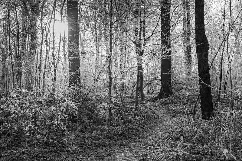 Black and white photo, deciduous forest against the light, hoarfrost, Husen, Dortmund, Ruhr area, North Rhine-Westphalia, Germany