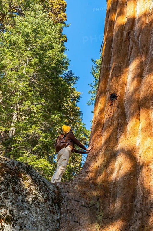 Woman stands on a rock in sequoia national park, backpack and yellow beanie, touching the massive reddish brown sequoia trunk, gazing up at the towering forest canopy